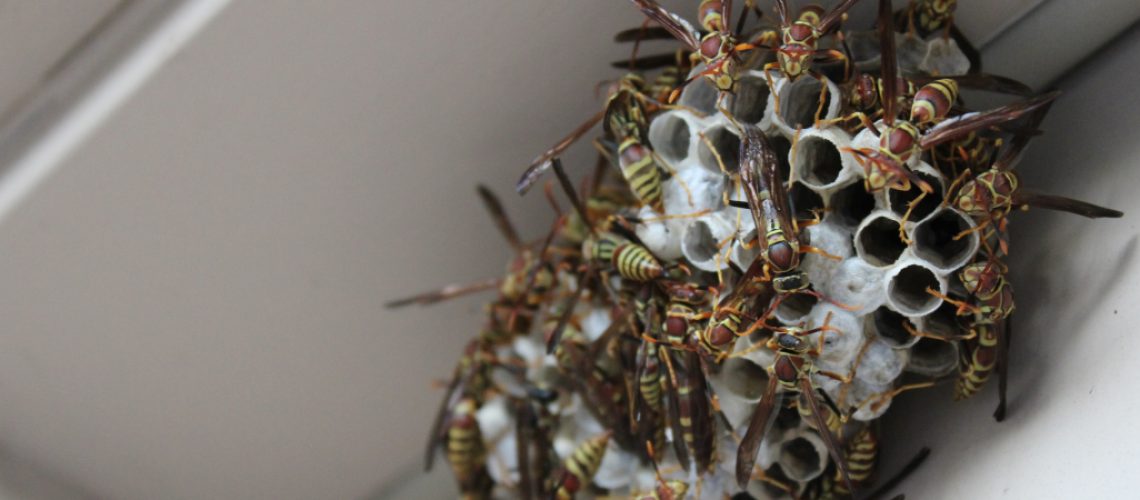 deal-with-pest-around-the-home